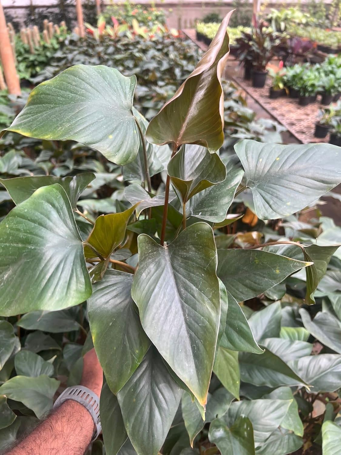 Garden Art Live Plant Homalomena Rubescens (Queen Of Hearts-Maggie) Live Plant With 4inch Nursery Plastic Pot for Home, Office,Garden Decor