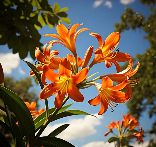 BlimBurn 50 Fire Lily Flower Seeds - Easy to Grow, Year-Round Blooms, Perfect for Any Garden - Seeds Ville