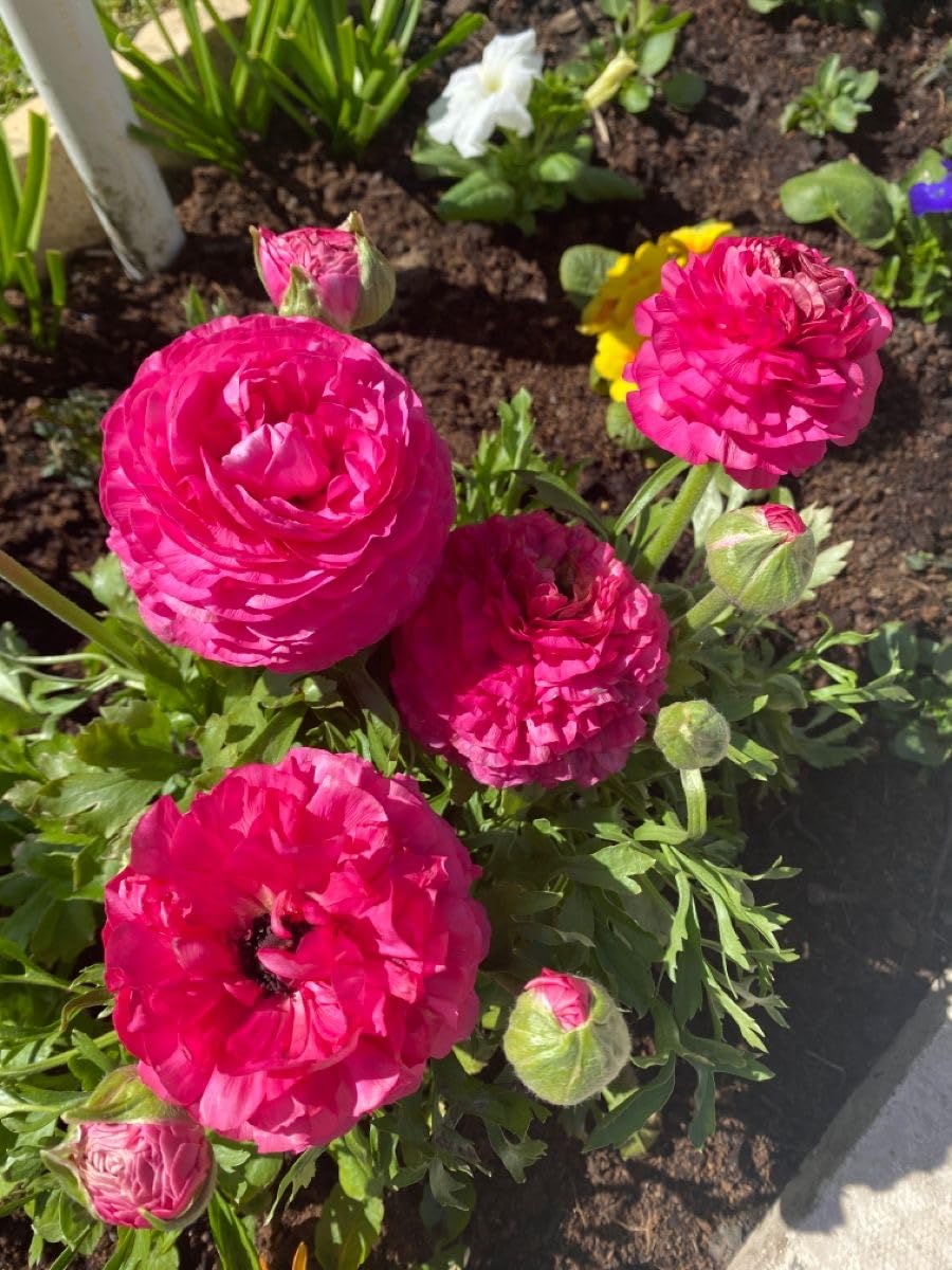 Ranunculus Flower Bulbs Imported Holland Vearty for Your Home and Gardening Pack of 2 Bulbs (MIXEDCOLOR)