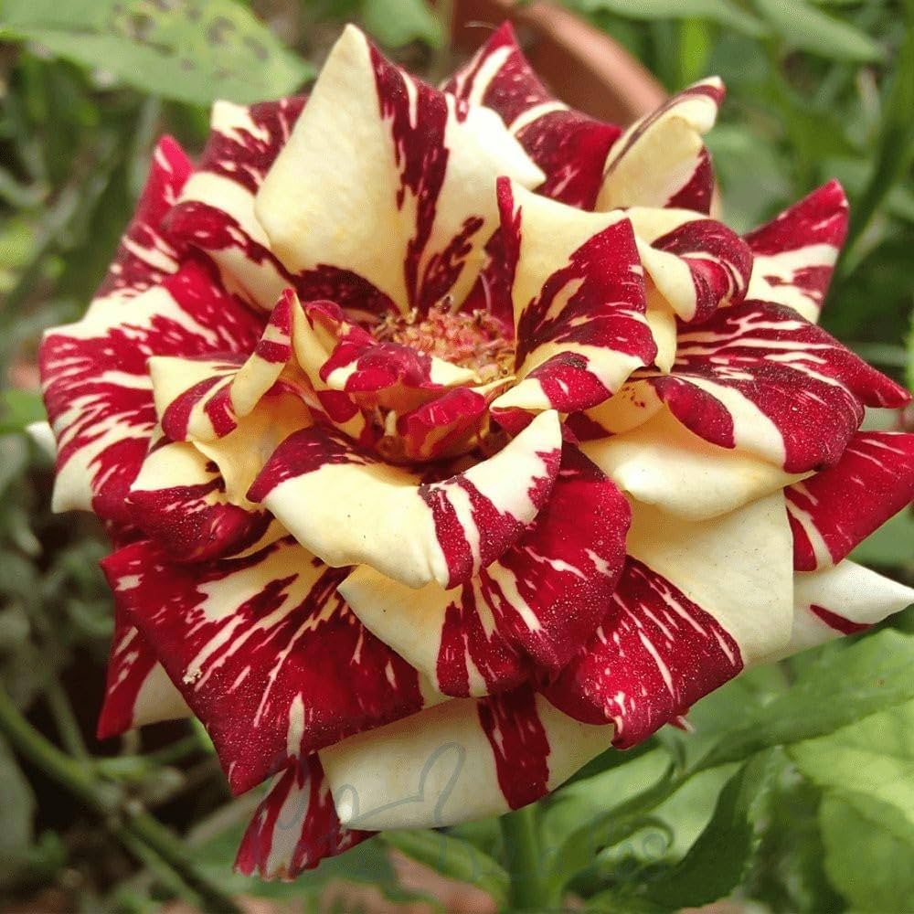 Seeds Ville Tiger Stripes Rose Flower Seeds - 50+ Seeds