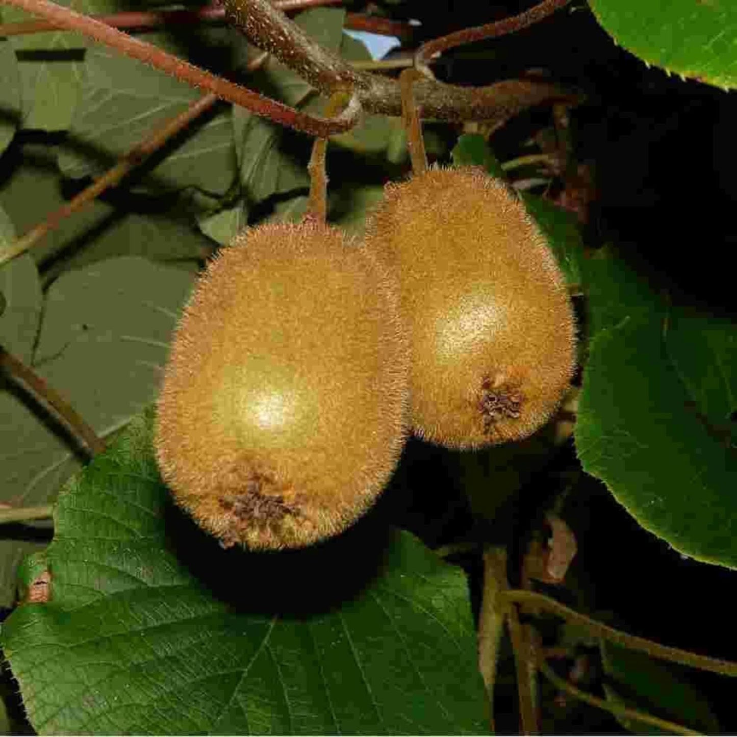 Guruji Plantation Live Kiwi Plant Exotic Climbing Fruit Vine with Sweet & Tangy Kiwis | Easy to Grow & Nutrient-Rich (1)