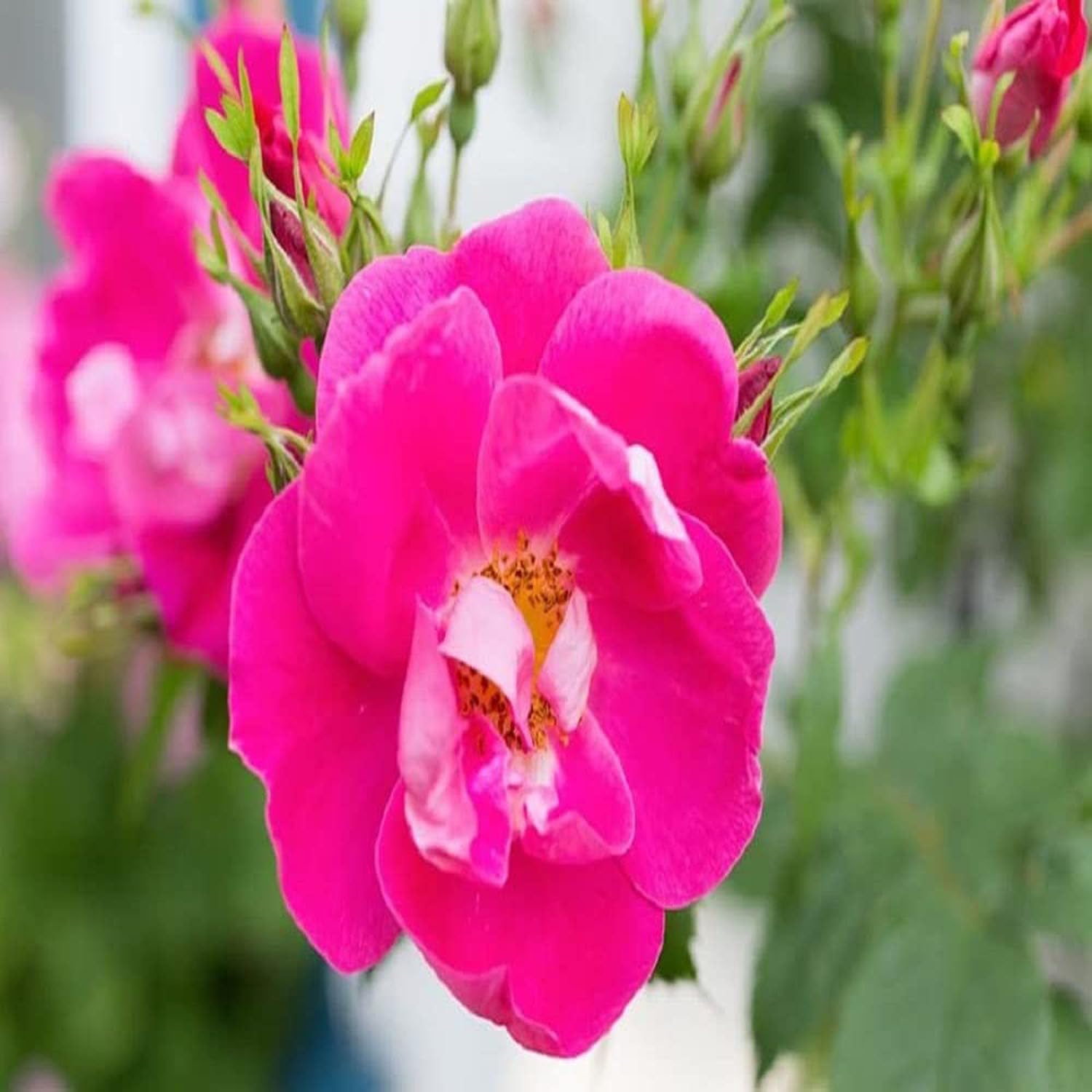 Pink Colour Climbing Rose Fragrant Flower Live Plants & Tree(1-2 Feet Size) - Seeds Ville