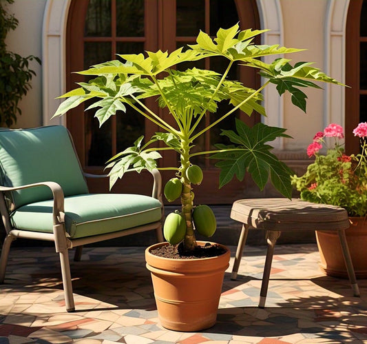 35 SEEDS- Dwarf Hybrid Papaya Seeds For Planting Home Garden, Grow Indoor/Oudoor, Year Round.