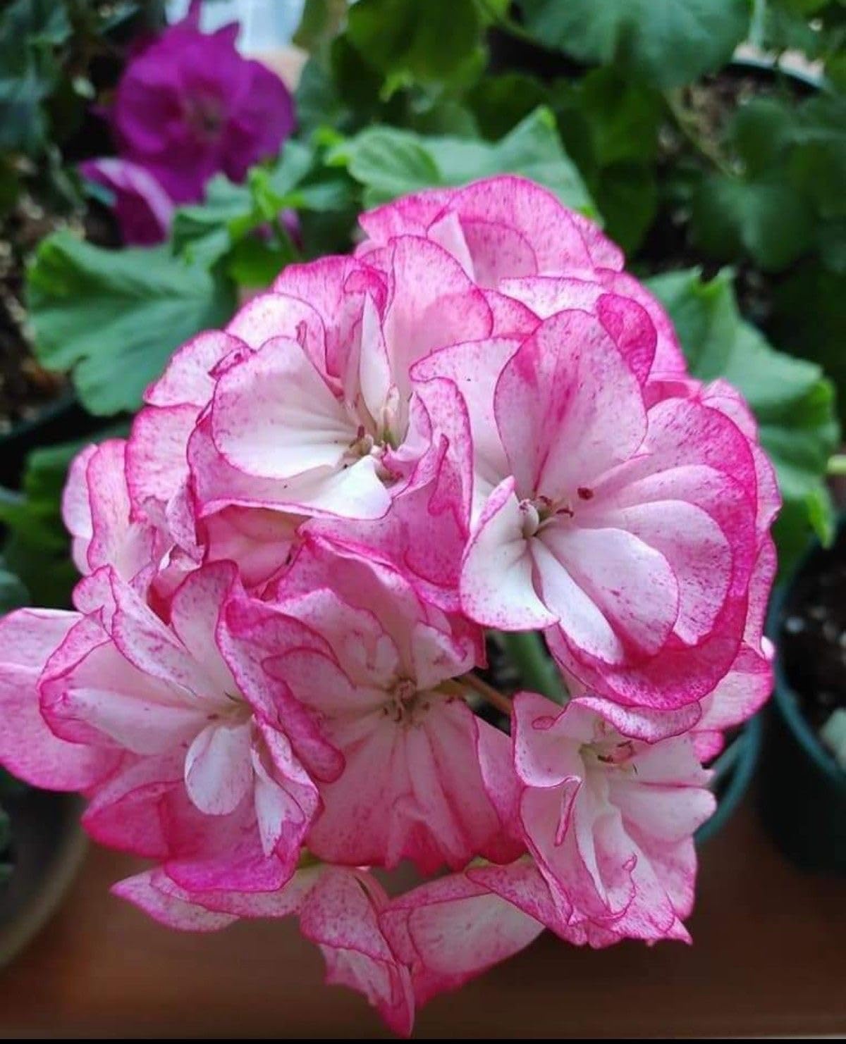 Ritz Farming® Geranium Flower Seeds for Your Home and Gardening Pack of 50 to 70 seeds (PINK SHADED)