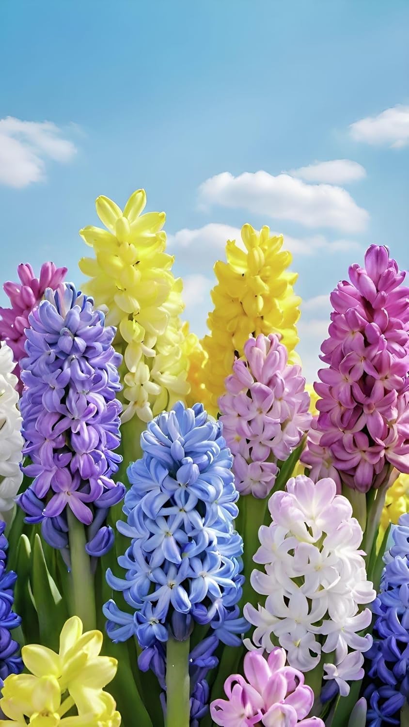 Radha Krishna Agriculture® Imported mixed colours Hyacinth Flower Bulbs for Home and Gardening (PACK OF 1 BULB)