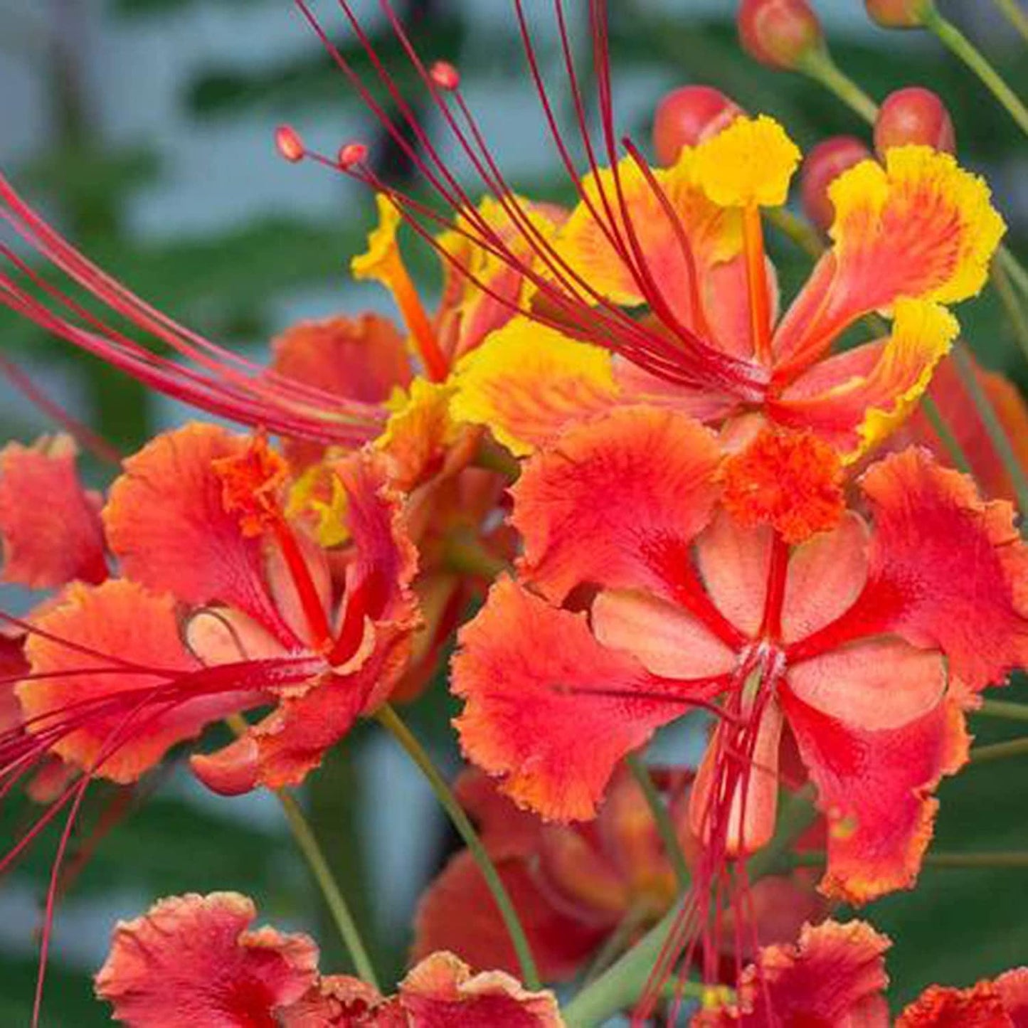 Red Peacock Flower Seeds Pride of Barbados Dwarf Poinciana- 20 Seeds