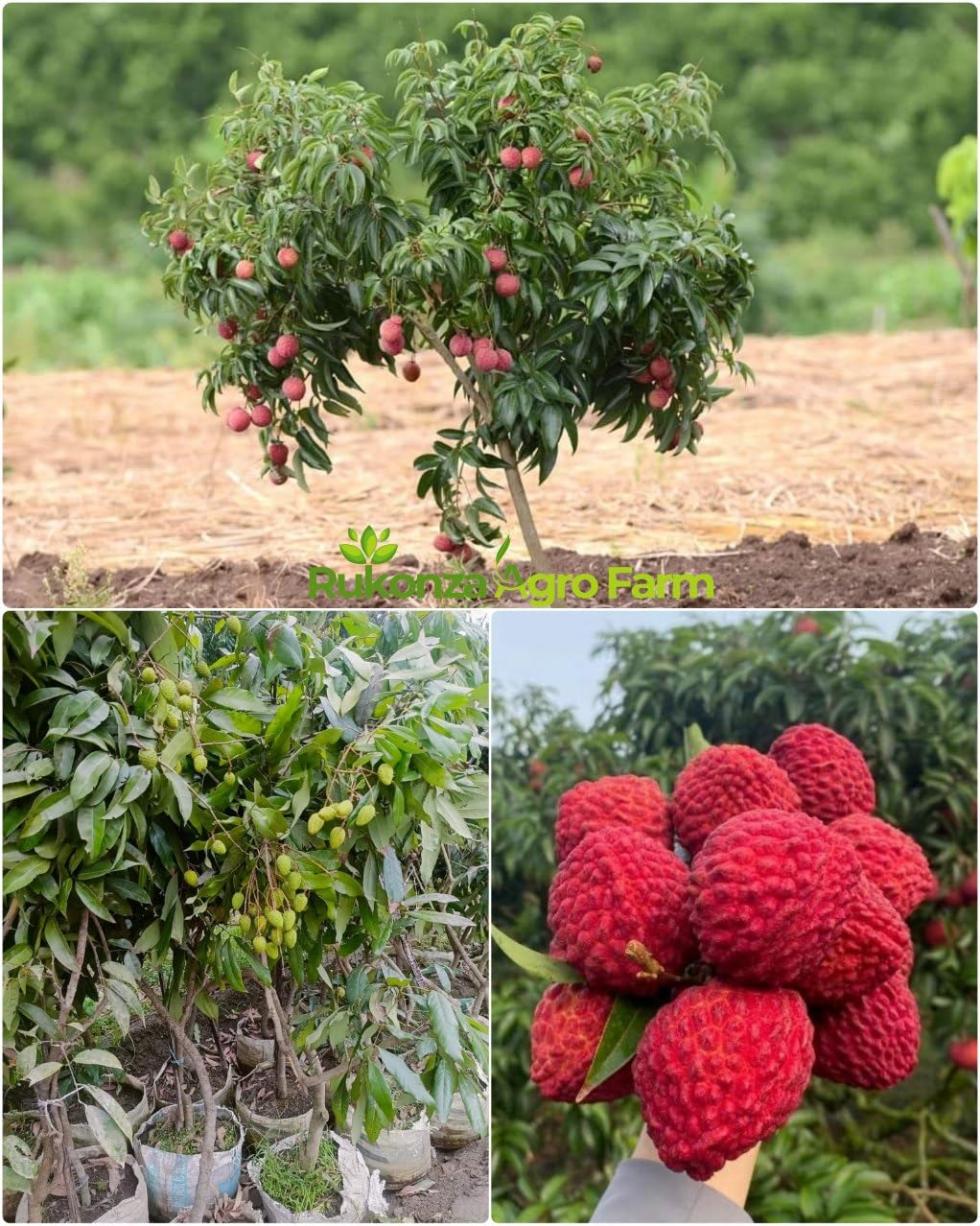 Muzaffarpur Shahi Litchi Hybrid Plant - Dwarf Air Layered All Season Sweet Topical Rare Lychee 1 Live Tree, Height 2-3 feet, Fruit After 1-2 Years