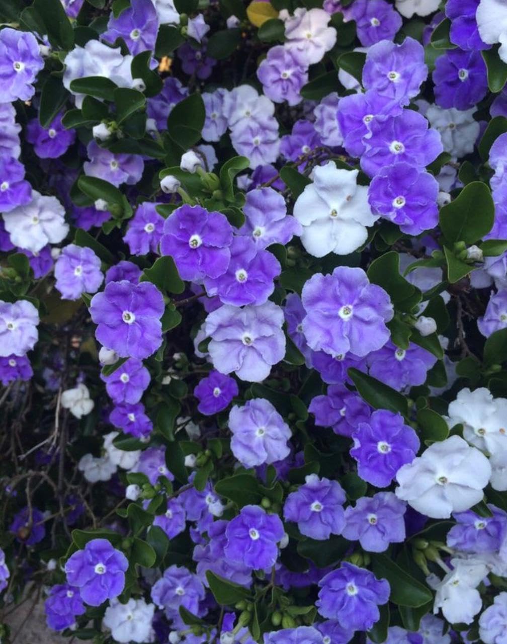 Yesterday Today Tomorrow Live Flower Plant | Sunday Monday Live Plant | Flowering Shrub | Small Tree | Brunfelsia pauciflora | Hybrid Plant | Beautiful Ornamental Live Plant |Bloom Yard