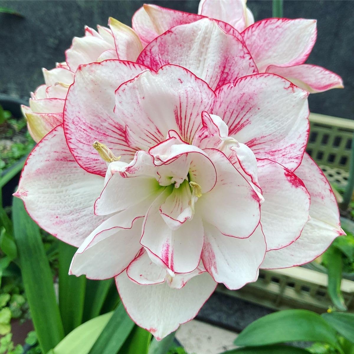 Radha Krishna Agriculture® Amaryllis Lily Flower Bulbs Double Imported for Home and Gardening Pack of 1 Bulbs (MAROON)