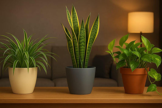 Seeds Ville Indoor Air Purifying Plant Combo Set of 3