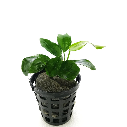 PREMIER PLANTS Anubias Nana Amaze Aqua Aquarium Live Plants