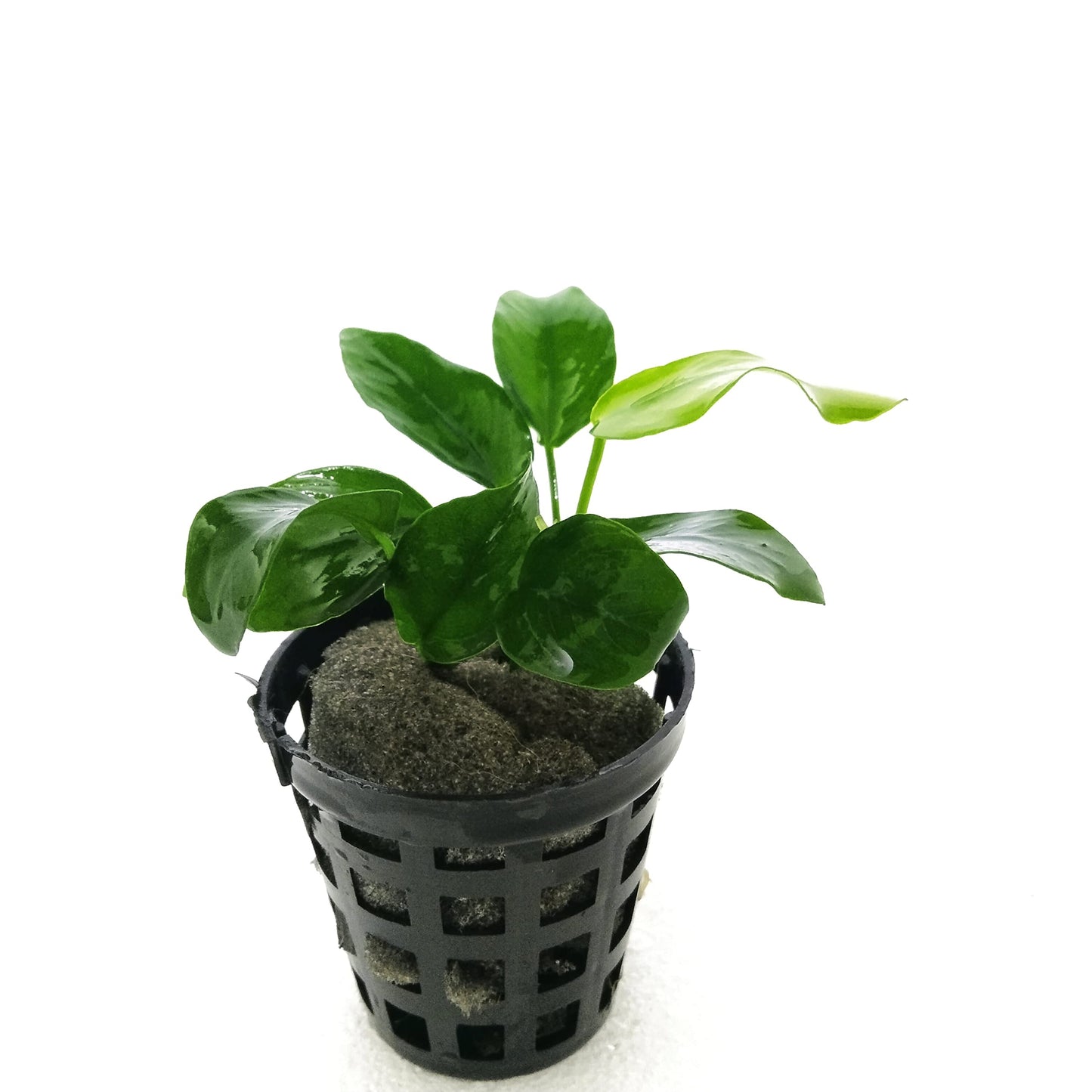 PREMIER PLANTS live aquarium plant Microsorum pteropus (Java Fern)