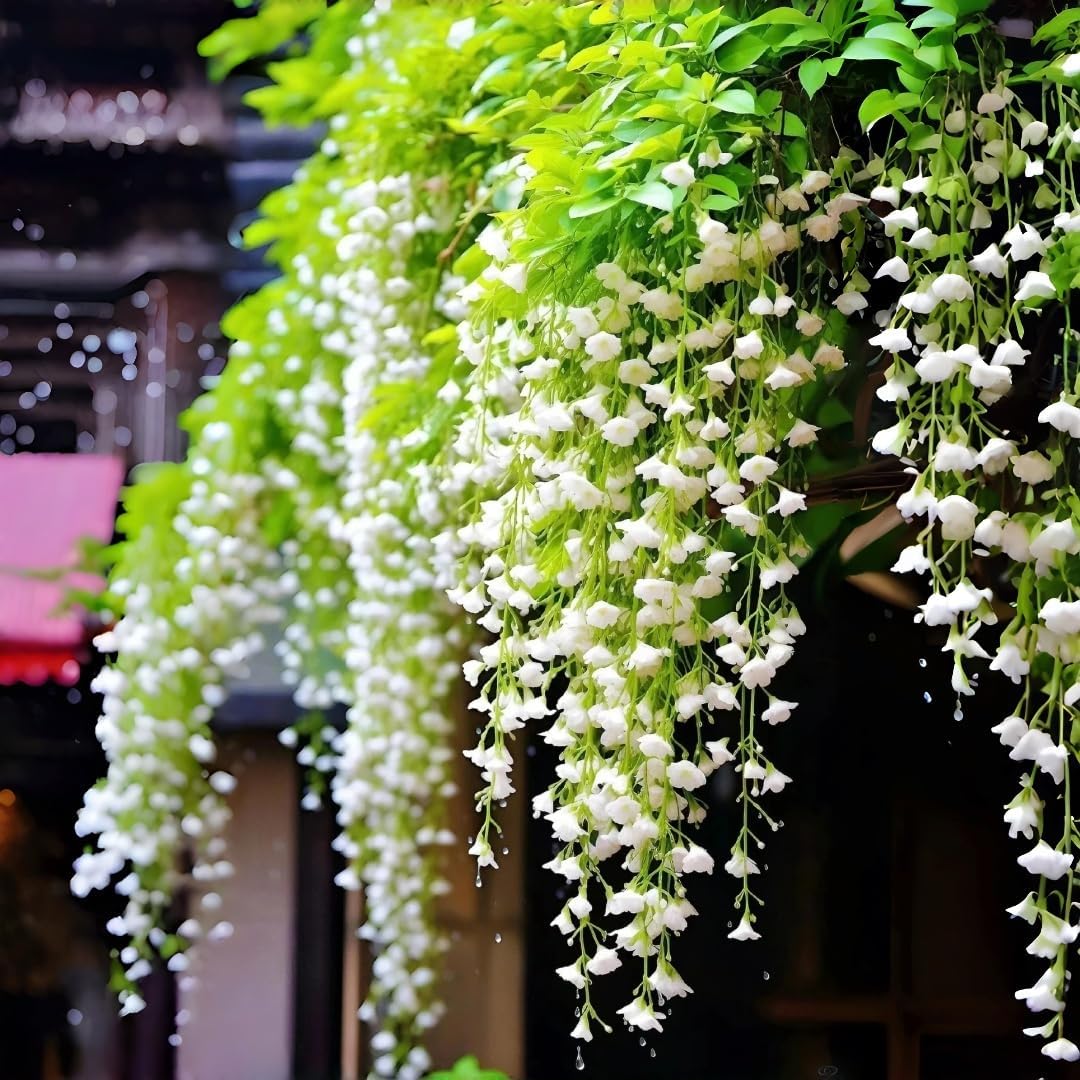 Weeping Jasmine Seeds (300 PCS) – Fragrant Cascading White Flowers, Climbing & Trailing Ornamental Vine, Non-GMO Flower Seeds for Garden, Balcony & Pergola Planting