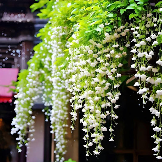 Weeping Jasmine Seeds (300 PCS) – Fragrant Cascading White Flowers, Climbing & Trailing Ornamental Vine, Non-GMO Flower Seeds for Garden, Balcony & Pergola Planting