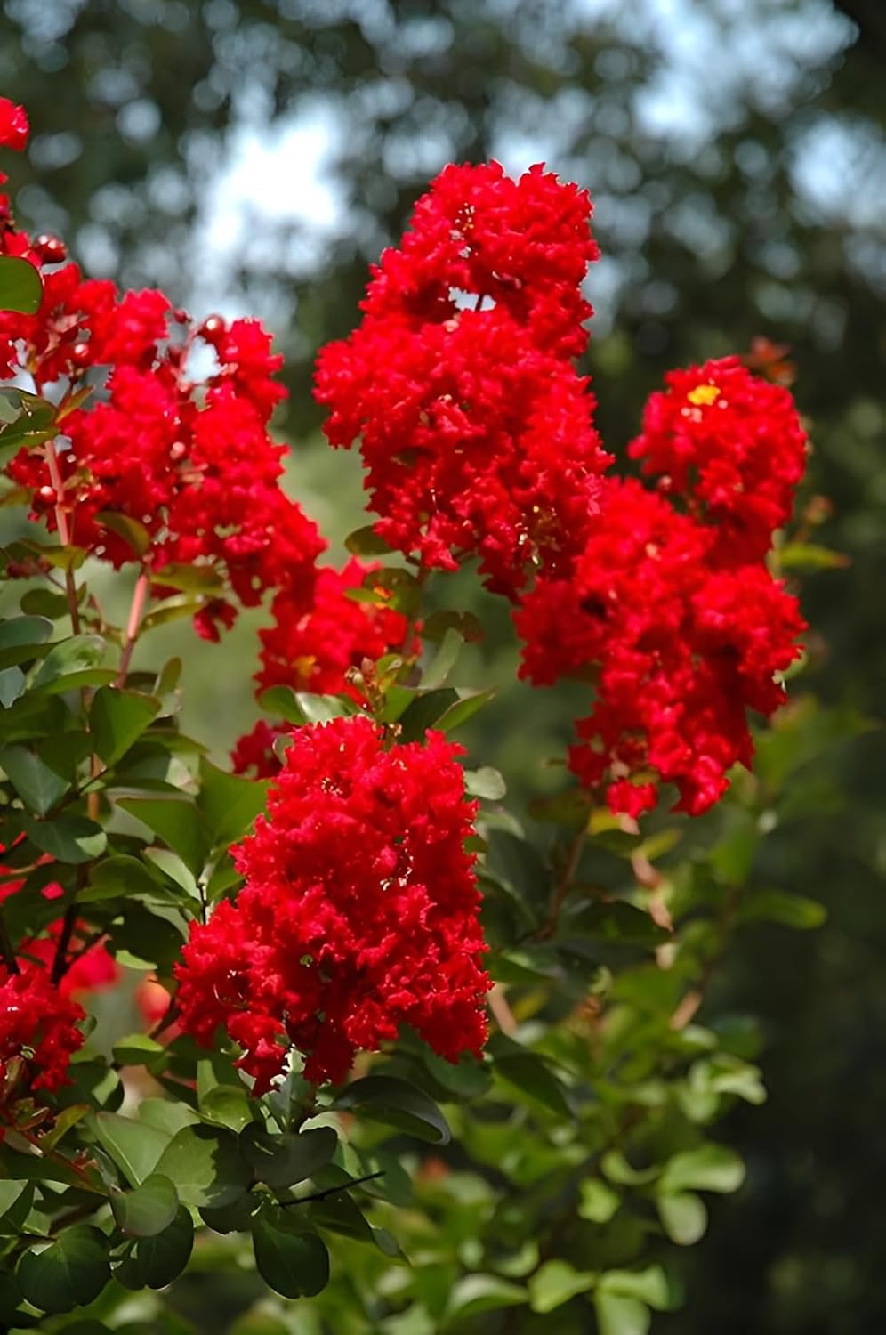 Seeds Ville Furush Rare Variety Flower Live Plant Outdoor Tree
