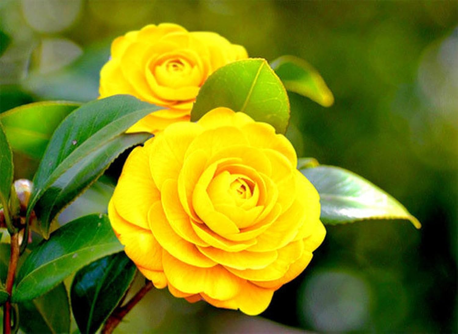 Yellow Camellia Magic Shi Shi flower plant Rare Hybrid 1.5 Feet to 2 Feet Tree - Seeds Ville