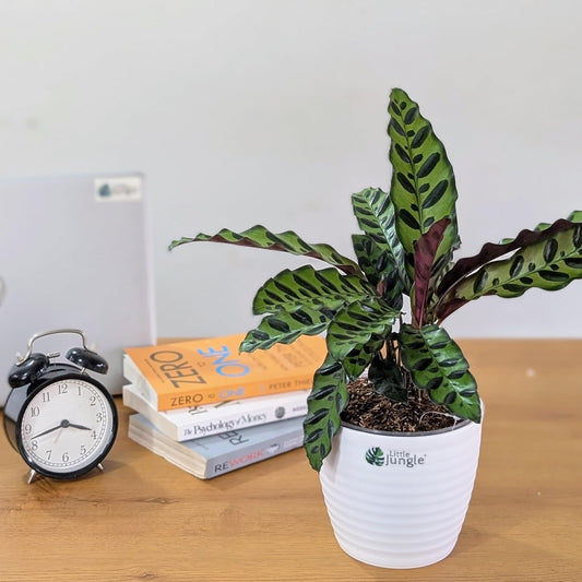 LittleJungle Calathea Rattlesnake Plant - Live Plant with 5.5 Inches White Decor Pot | Indoor Plants For Home | Prayer Plant | Live Plants Indoor | Air Purifying Plant | Live Plant For Home Decor |