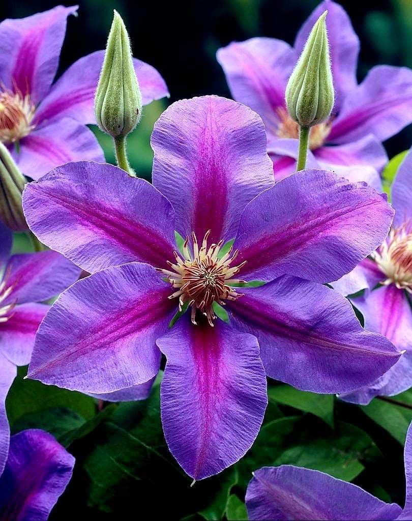 Seeds Ville Clematis Rhizome Bulb Fast Growing Flowering Vine