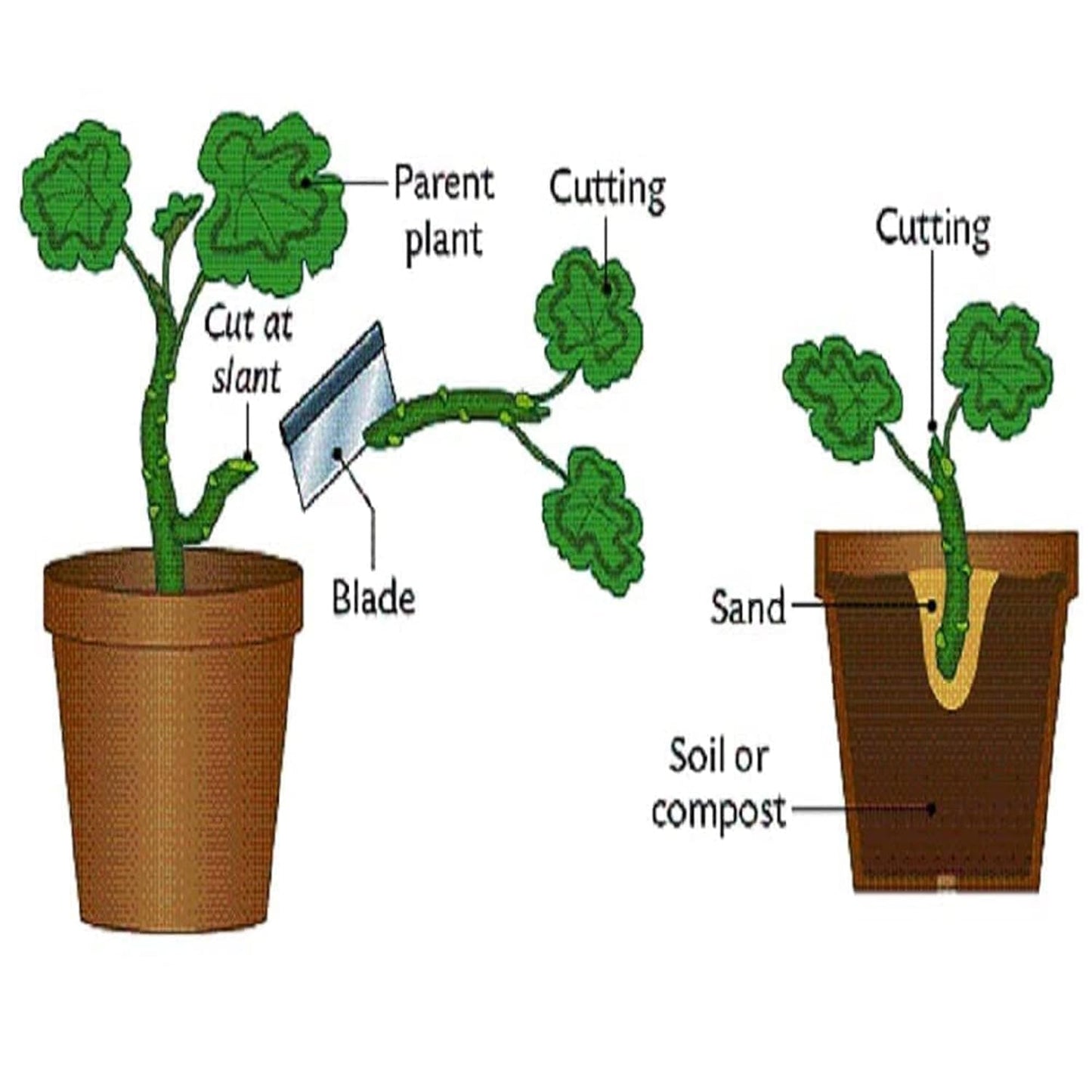 Dragon Red Variety Fruit (Cutting/Grafted) Live Plants & Tree(1-2 Feet Size)