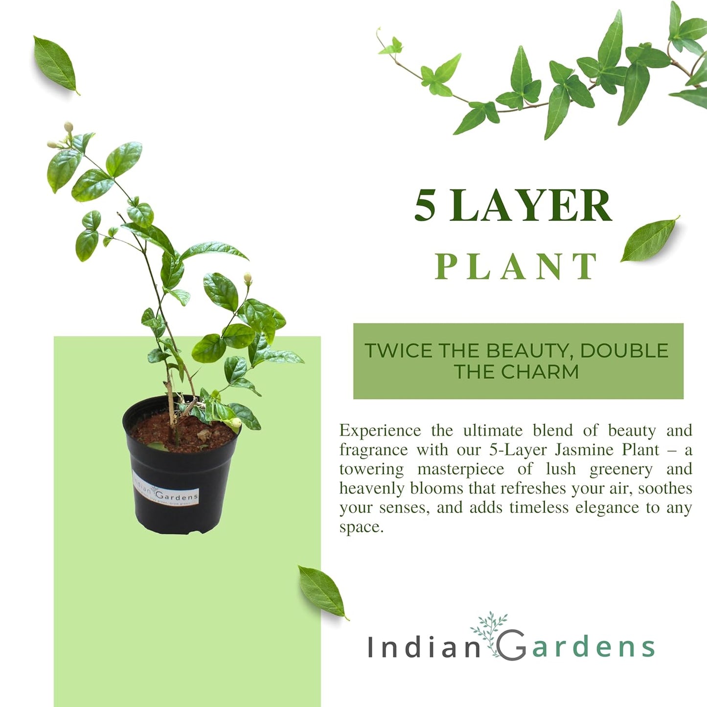 Indian Gardens - 5 Layer/Arabian Jasmine Jasmine live plant | Indoor & Outdoor Plant | sambac White | 4 inch (Min : 2)