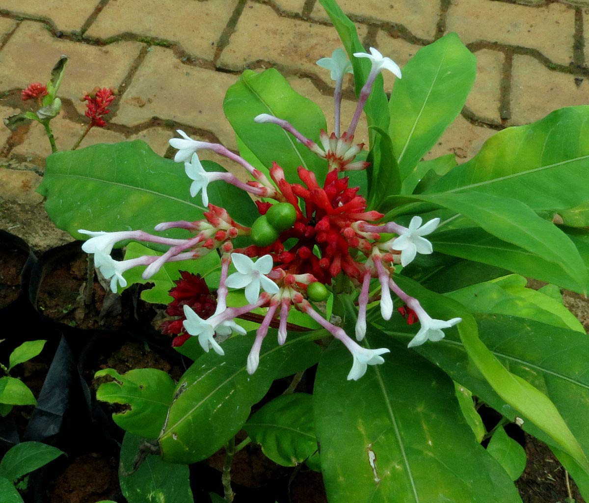FARMERITY Live Plant Sarpagandha-Rauwolfia Serpentina-Live Sarpagandha (Rauvolfia Serpentina) Herbal Plants (1 Healthy Live Herb/Medicinal/Ornamental Plant)