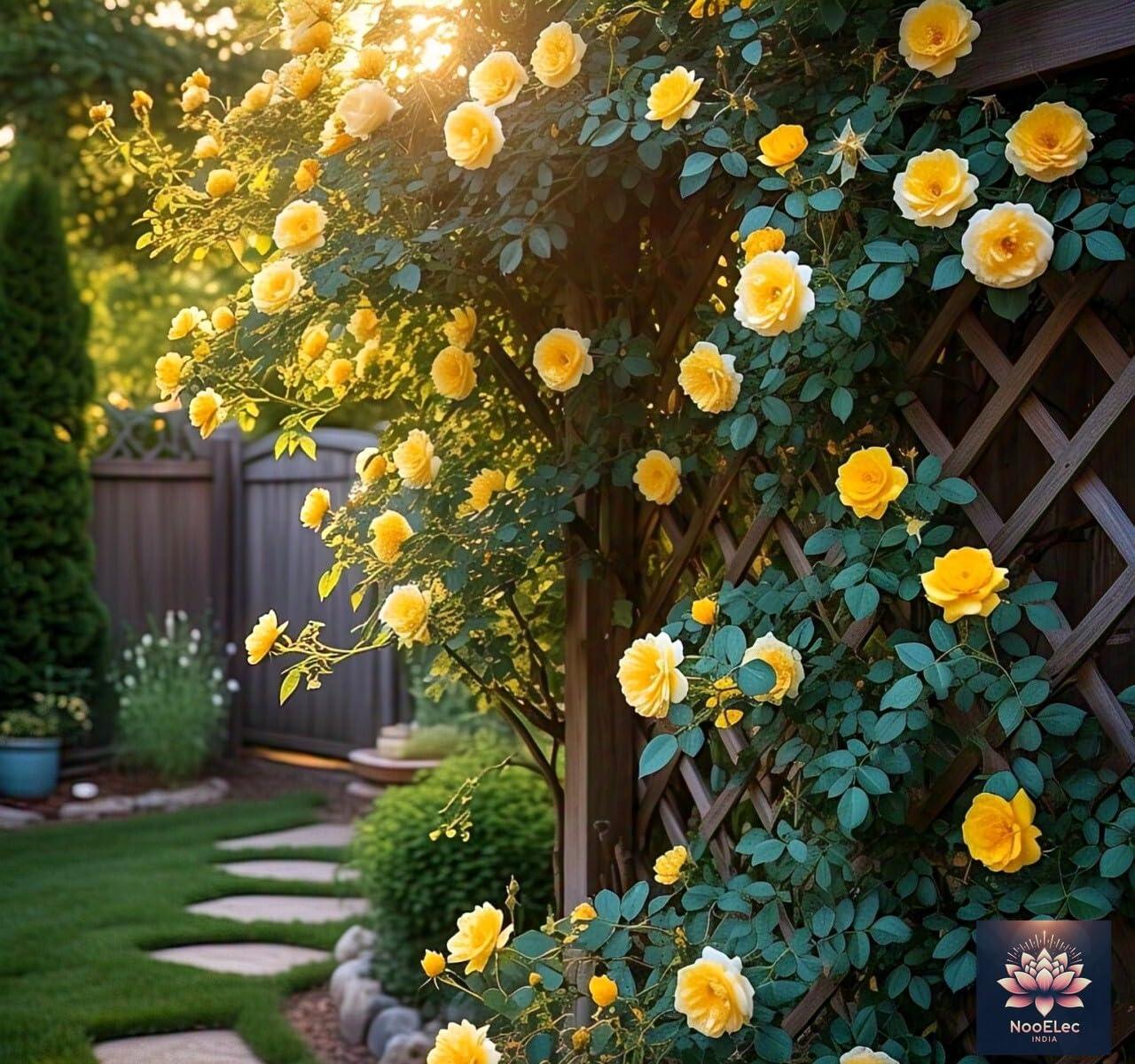 Climbing Rose Flower Seeds, 60 Seeds Pack - Hybrid, Year-Round Blooms, Minimal Care (MIX) - Seeds Ville