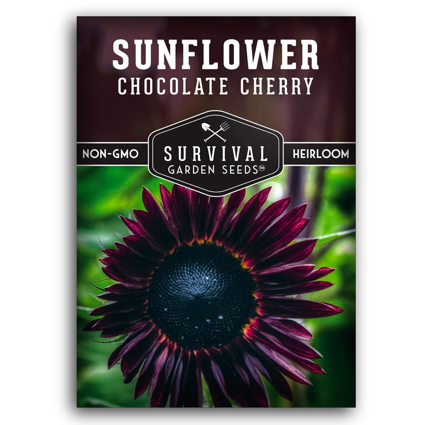 50+ SEEDS- Chocolate Cherry Sunflower Seed for Planting - Non-GMO Heirloom Variety