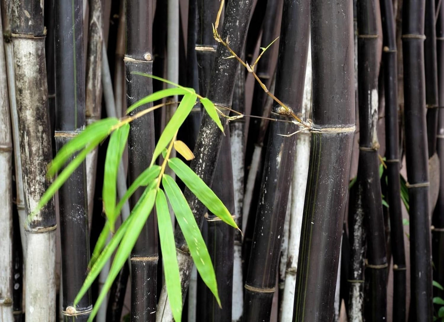Seeds Ville Rare Black Nigra Bamboo Seeds - 50 Pcs