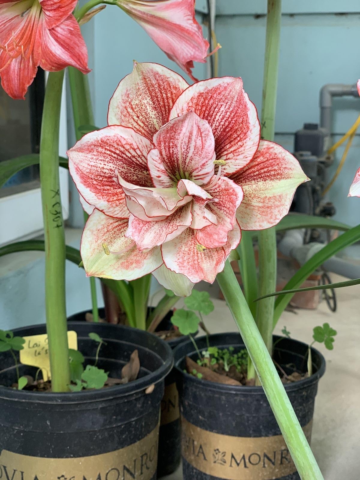 Radha Krishna Agriculture® Amaryllis Lily Flower Bulbs Double Imported for Home and Gardening Pack of 1 Bulbs (MAROON)