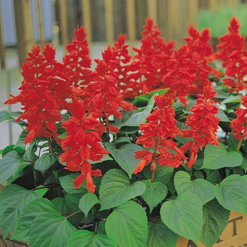 50+ Seeds- Salvia Red Flame Salsa Flower Seeds For Home Garden - Seeds Ville