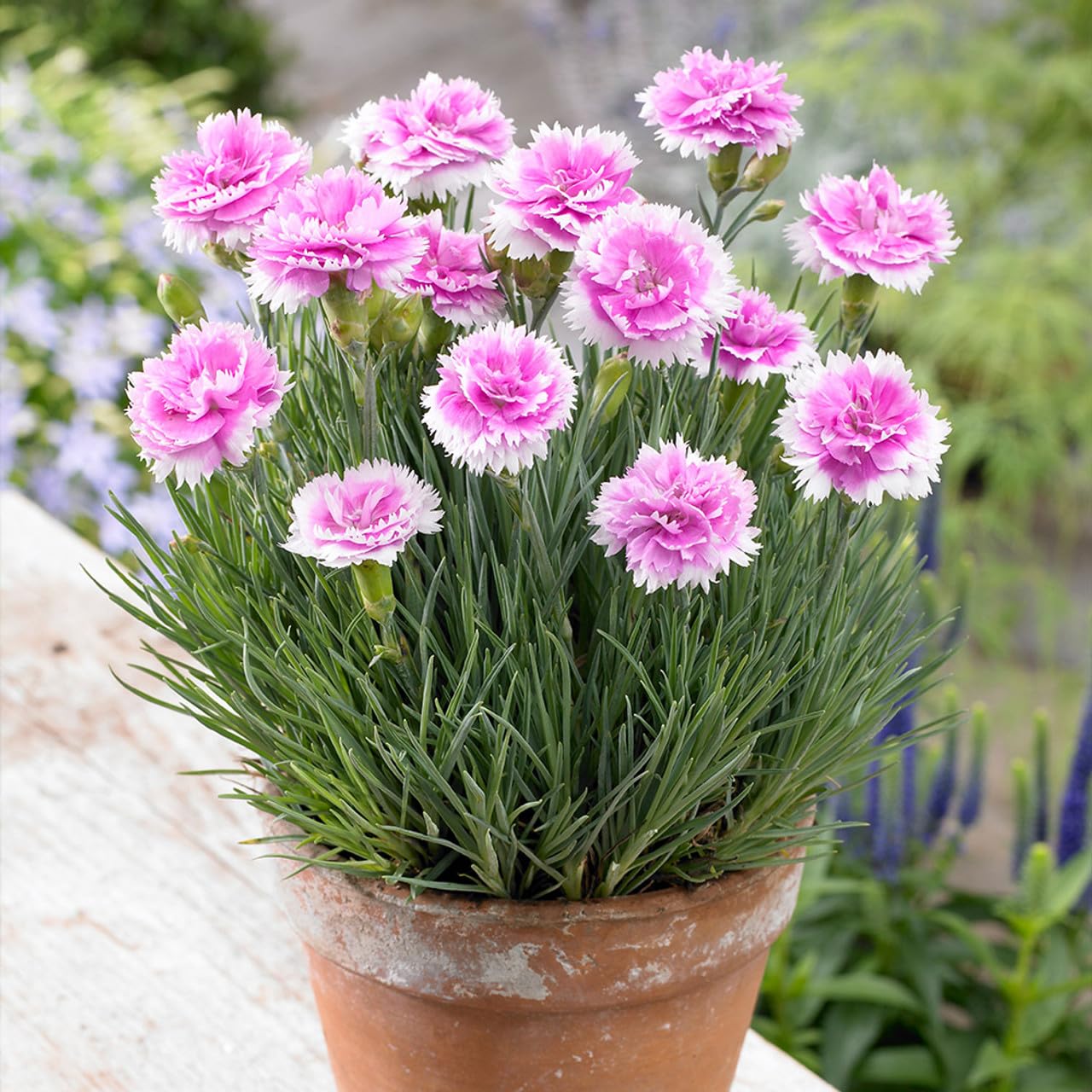 Oxygrin BiColour Dianthus Flower Live Plant Carnation Carnations Sweet William Flower Live Plant in Polybag DA040