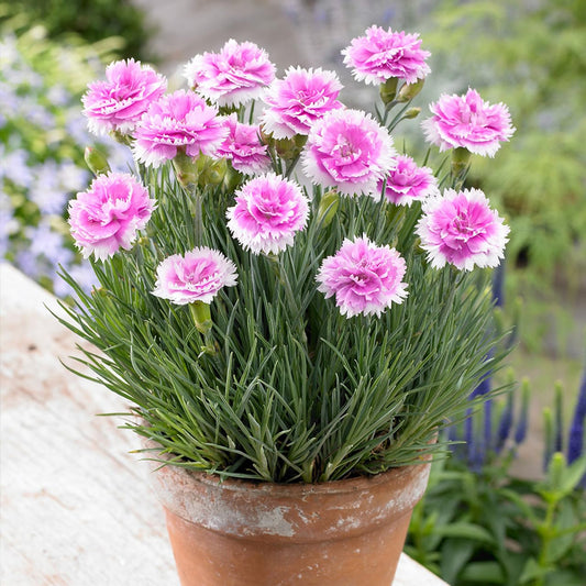 Oxygrin BiColour Dianthus Flower Live Plant Carnation Carnations Sweet William Flower Live Plant in Polybag DA040