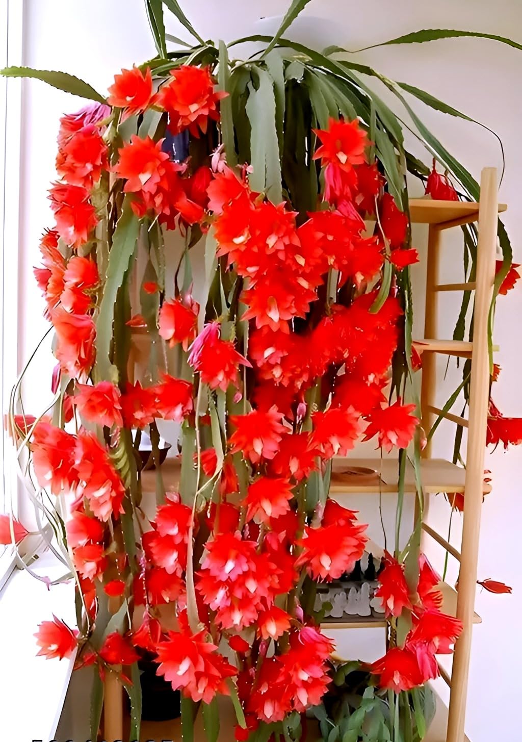 Red Night Queen Live Plant | Organic Flowering Plant for Garden, Balcony and Outdoor Spaces | Stunning Red Blooms with Rich Fragrance Ideal for Home Garden Lovers and Decorators