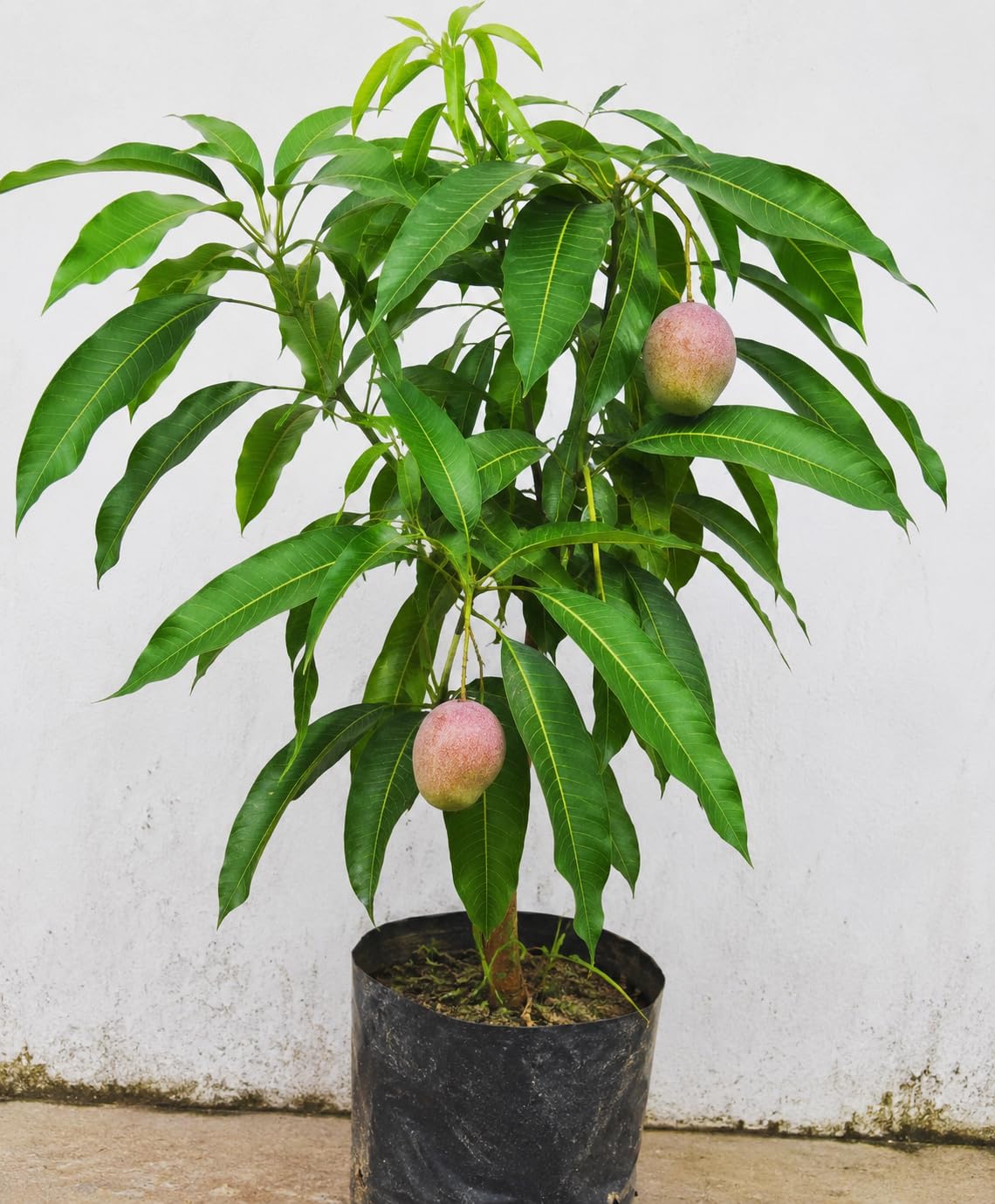 Seeds Ville Thai Baramasi Grafted Dwarf Mango Live Plant 36-45 cm