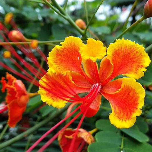 Red Peacock Flower Seeds Pride of Barbados Dwarf Poinciana- 20 Seeds