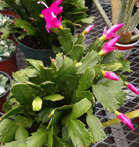Pink Christmas Cactus Zygocactus Indoor Flower Live Plant - Seeds Ville