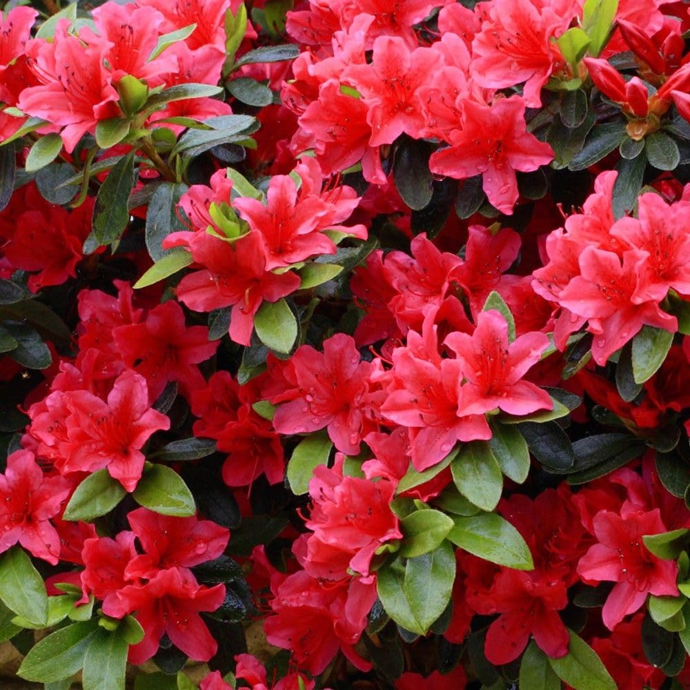 Seeds Ville Red Azalea Flowering Live Plant for Home Garden
