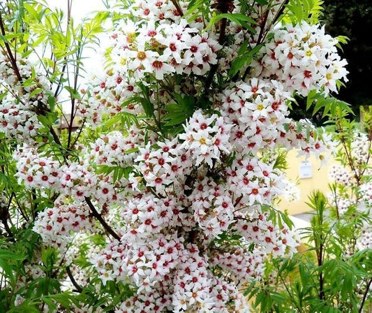 35+ SEEDS- Xanthoceras Sorbifolium Flower Tree Seeds, Goldenhorn Yellowhorn Seeds - Seeds Ville