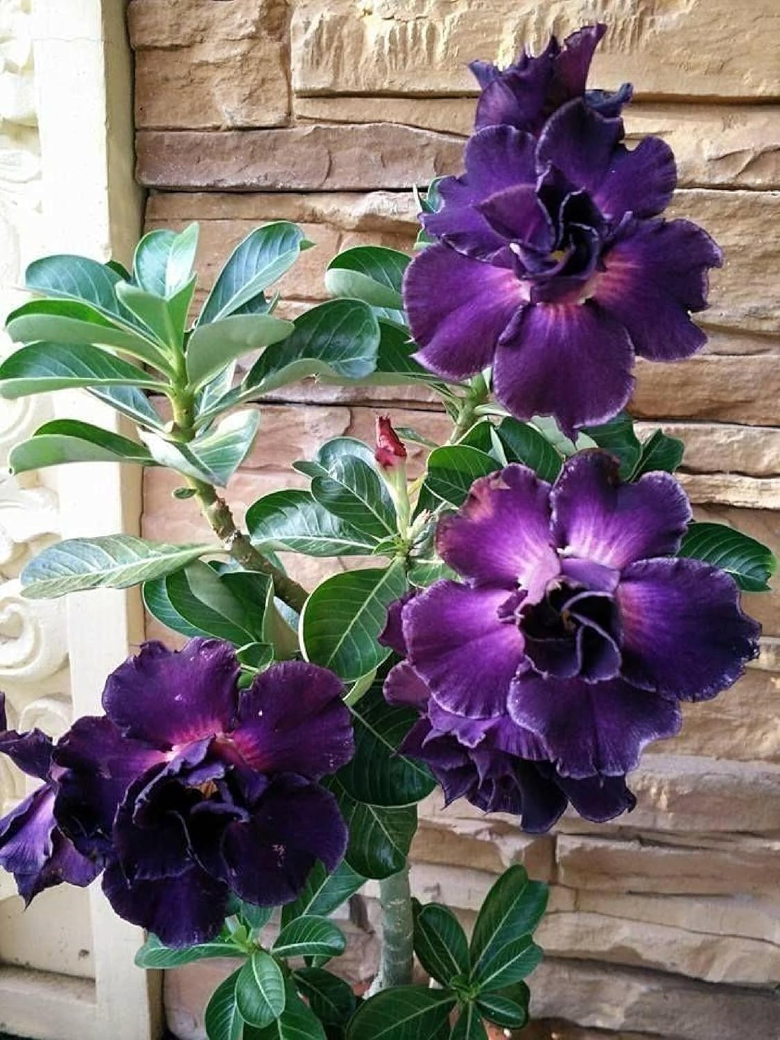 Seeds Ville Violet Grafted Adenium Live Flowering Plant Pack of 1