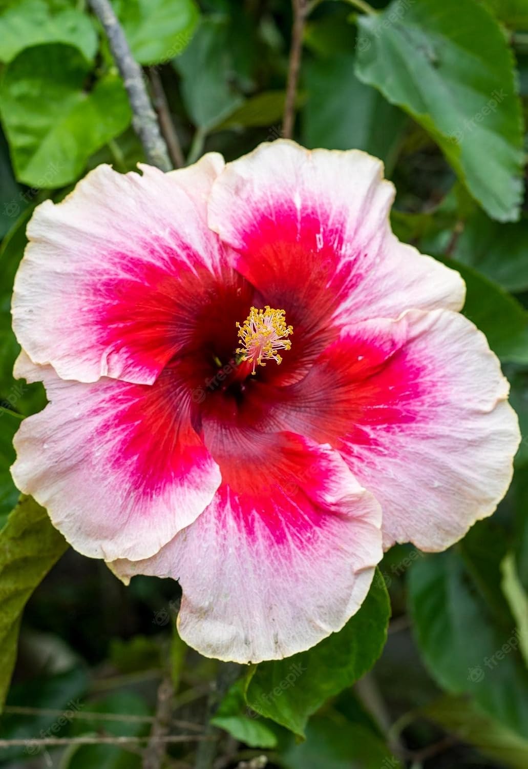 Seeds Ville American Variety Hibiscus Live Flower Plant