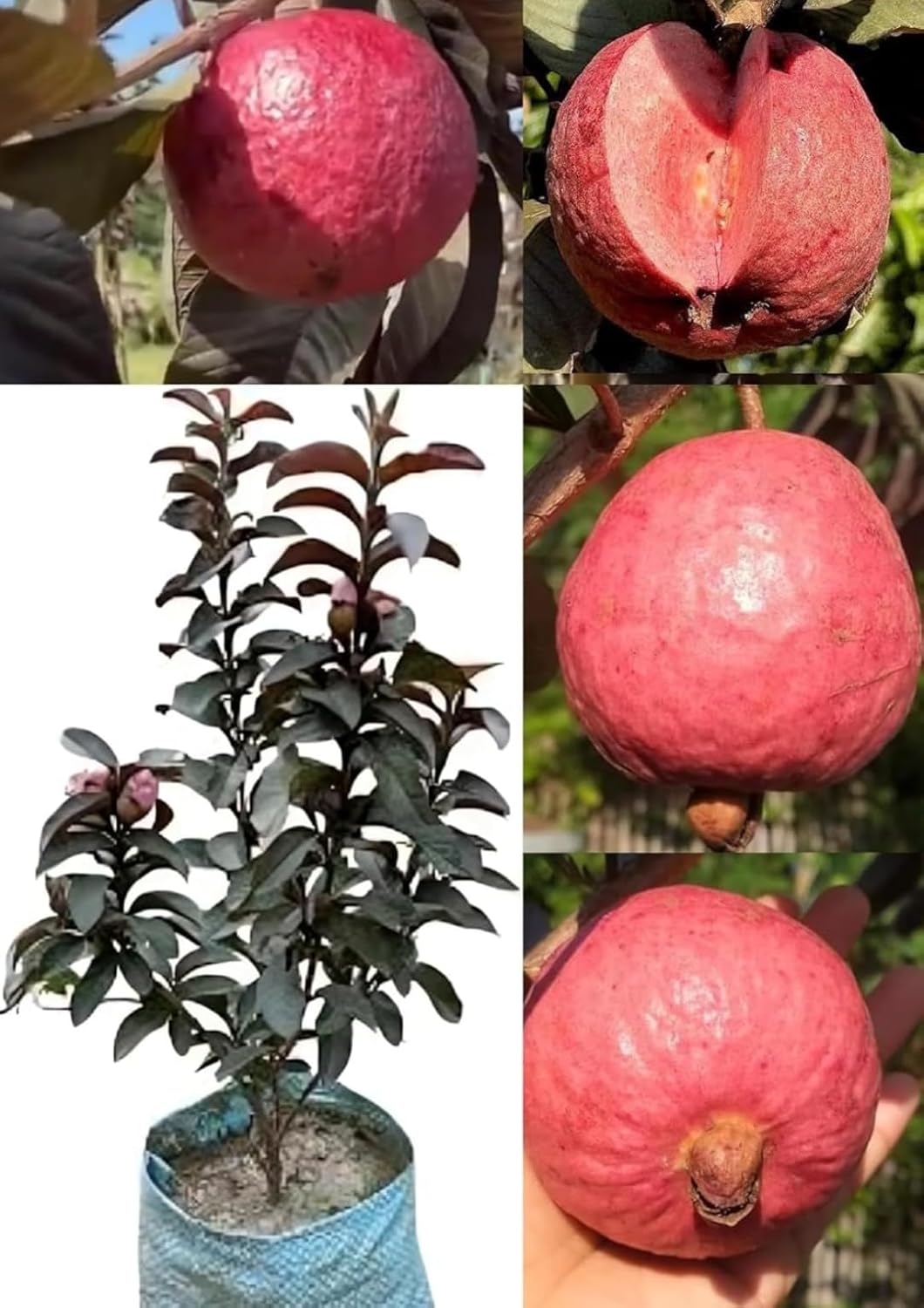 Red Guava Tree with Purple Leaves, Live Fruit Plant, Tropical Garden