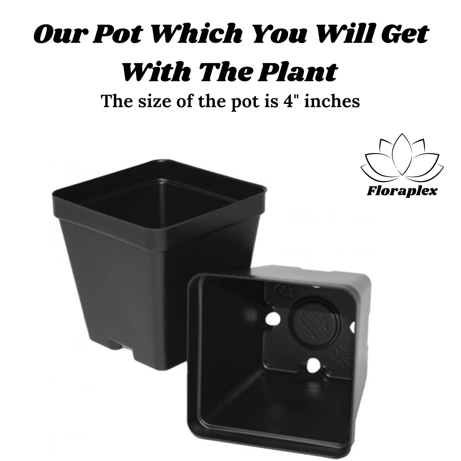 Floraplax Live Red Rose Plant in Black Pot | high Fragrant Flowering Shrub | All Season Indoor Outdoor Live Plant for Home Garden, Balcony & Decoration | Beautiful Gift Plant (RED ROSE)