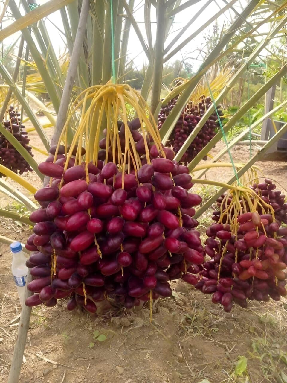 Seeds Ville Hybrid Arabian Date Palm Fruit Tree Plant Outdoor