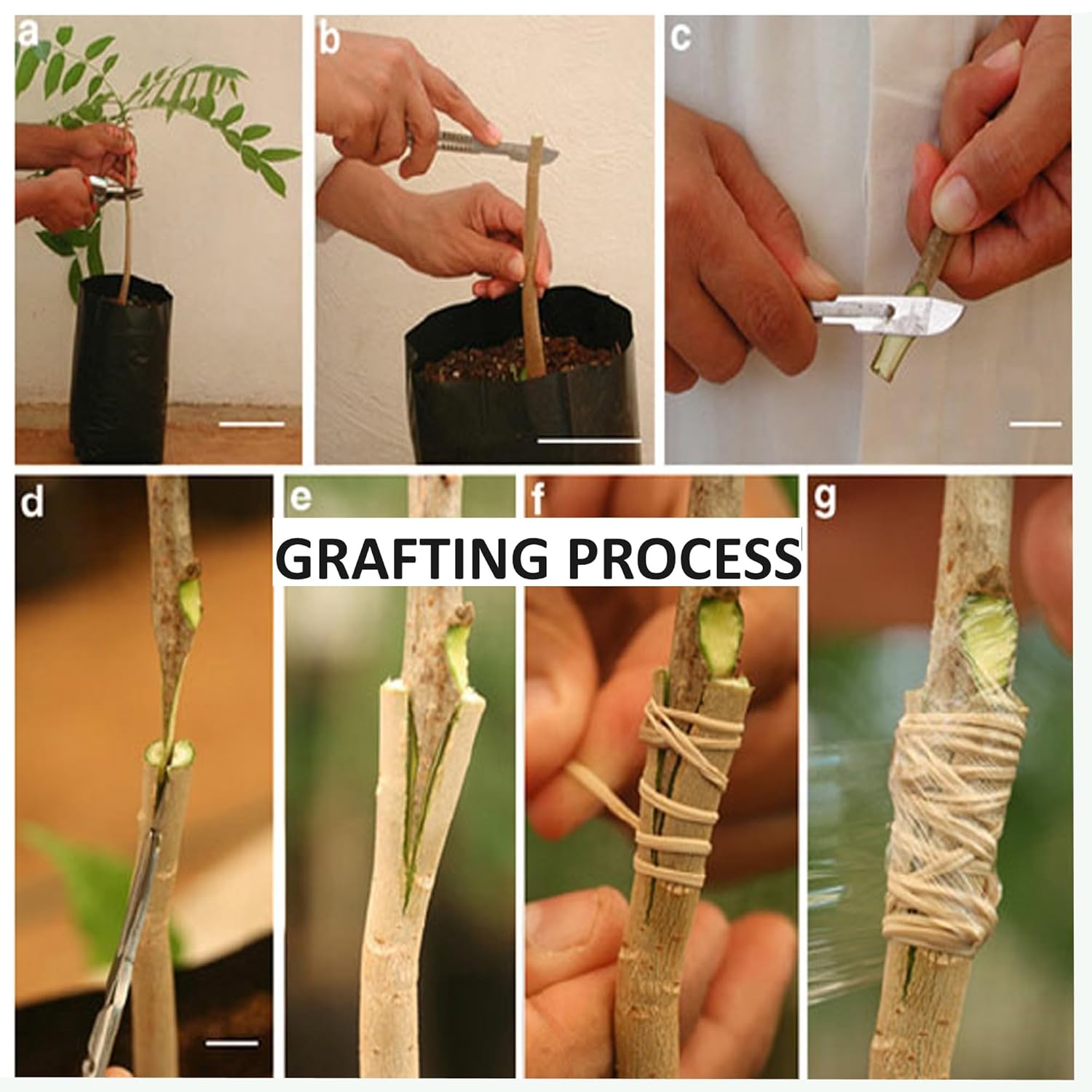 Seedless Apple Ber Jujube Kul Grafted Fruit Live Plant (1-2 Feet Height)