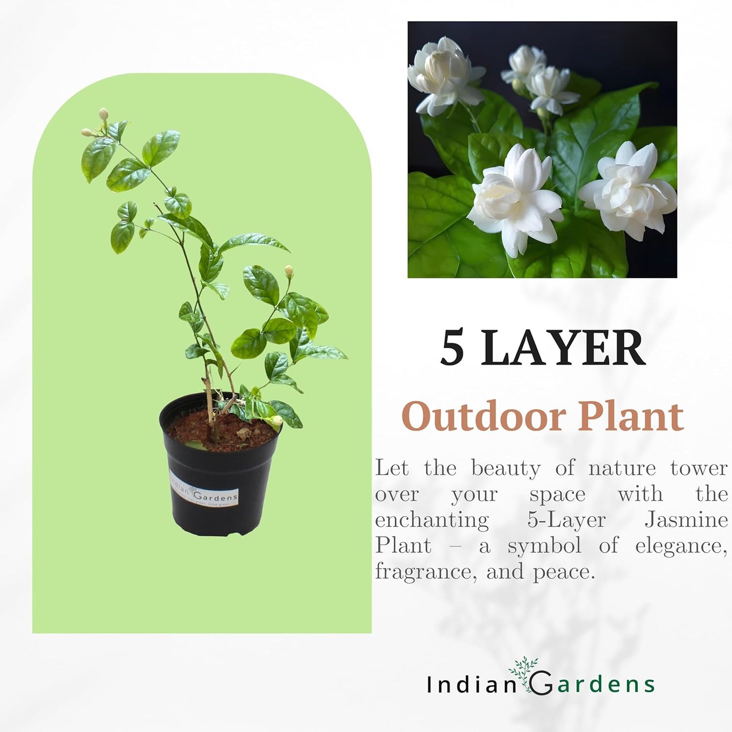 Indian Gardens - 5 Layer/Arabian Jasmine Jasmine live plant | Indoor & Outdoor Plant | sambac White | 4 inch (Min : 2)