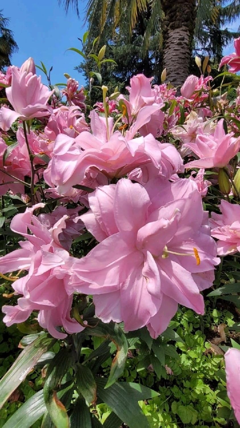 SVG® Double Oriental Lily Flower Bulbs for Home and Gardening, pack of 1 Bulbs (SHADED PINK)