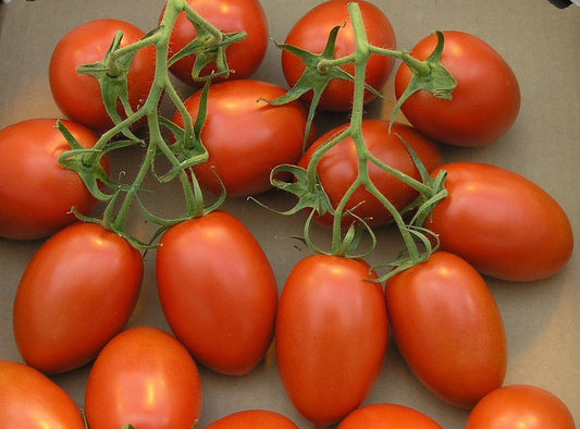 50+ Seeds- All Season Tomato Roma VF Organic Non-GMO Seeds/Grow Healthy Tomato Roma - Seeds Ville
