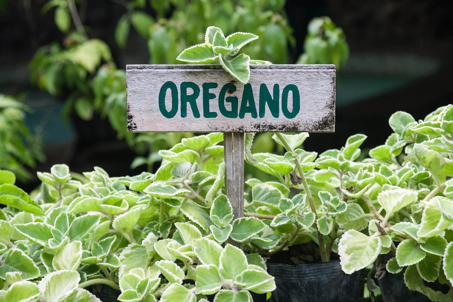 Agro Acres Organic Oregano Herb Seeds For Kitchen Garden - 50 Seeds Eco Pack - Seeds Ville