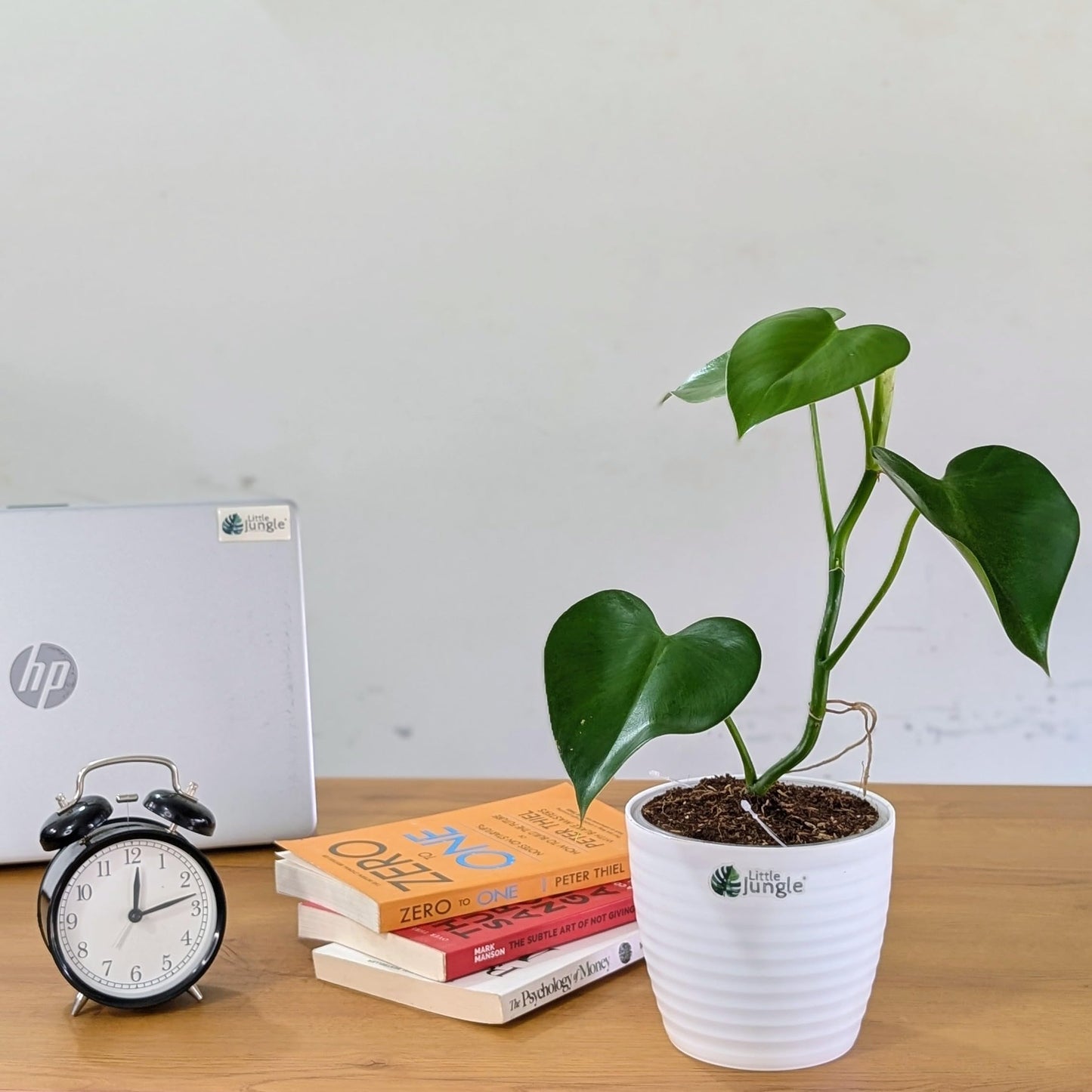 LittleJungle Philodendron Micans - Live Plant with 5.5 Inches White Decor Pot | Indoor Plants For Home | Live Plants Indoor | Air Purifying Plant | Live Plant With Pot For Home Decor |