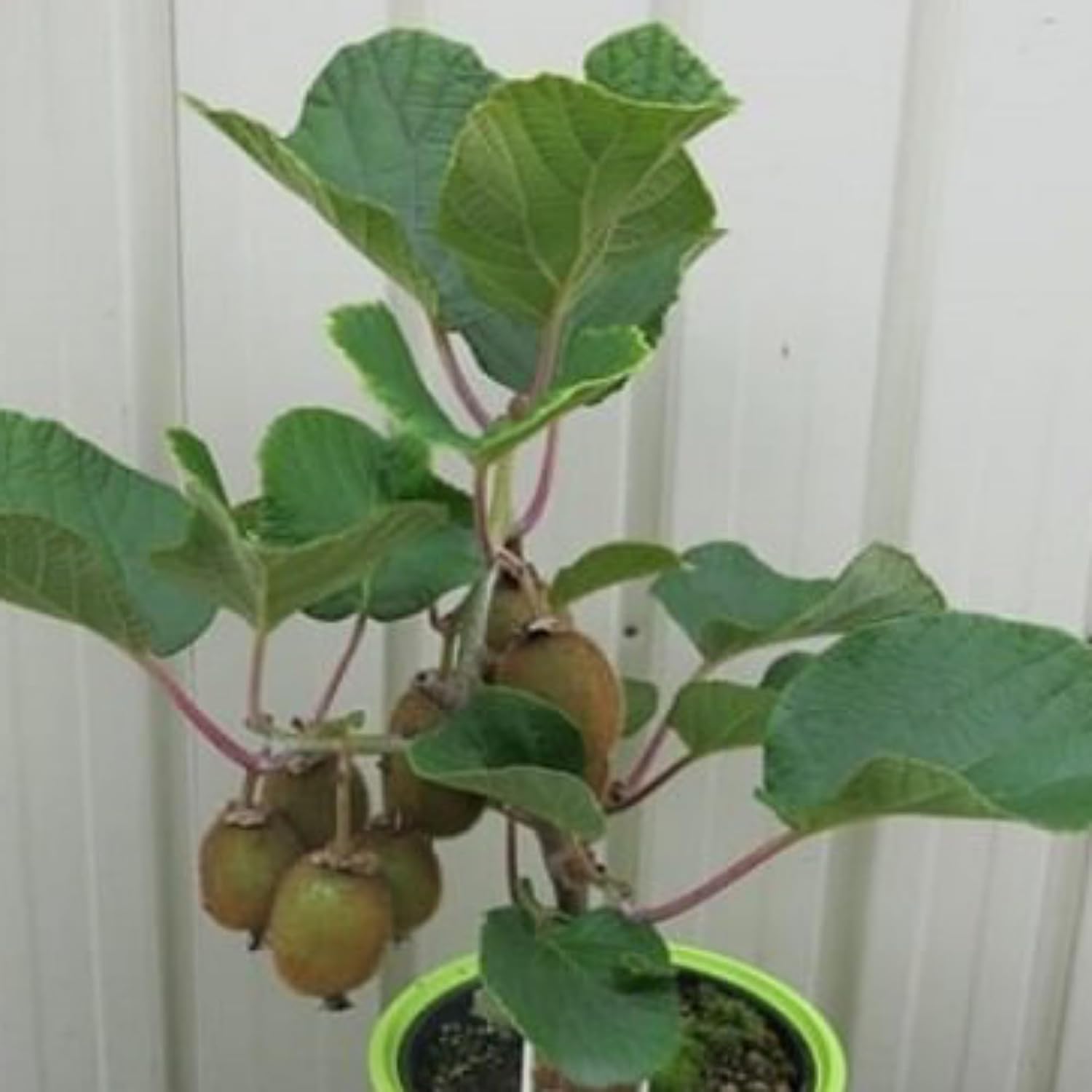 Kiwi Plant – Live Grafted Fruit Vine for Home Garden | Cold-Hardy, Fast-Growing Climber in Pot | Organic Kiwi Sapling (1)